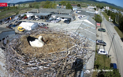 Szentendre élő | Bekapcsoltuk a kamerát a pannóniatelepi gólyapár fészkénél