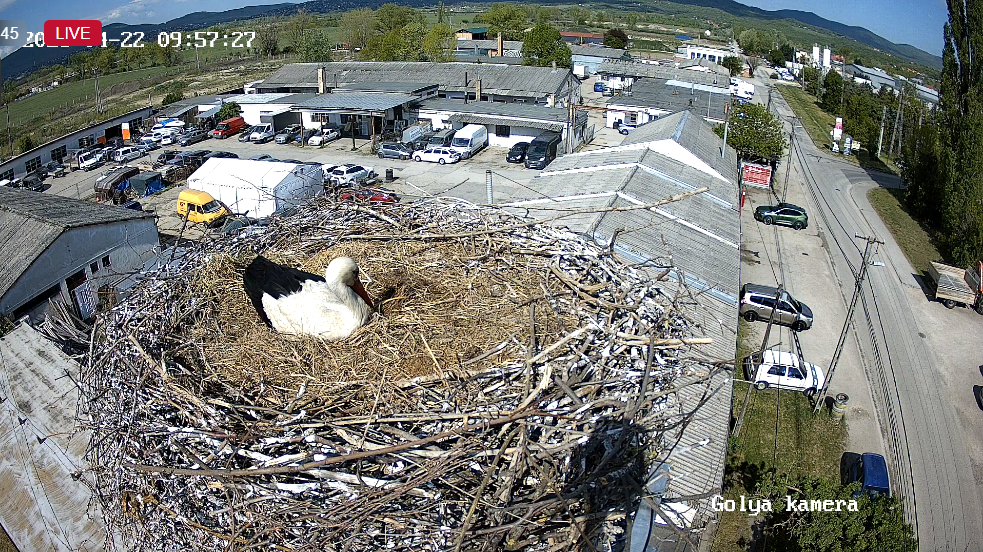 Szentendre élő | Bekapcsoltuk a kamerát a pannóniatelepi gólyapár fészkénél